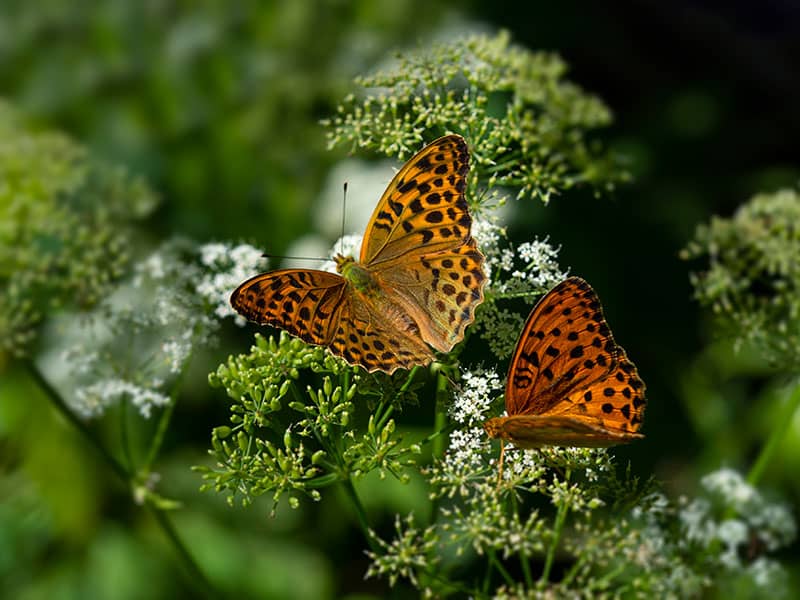 Butterflies in Fethiye