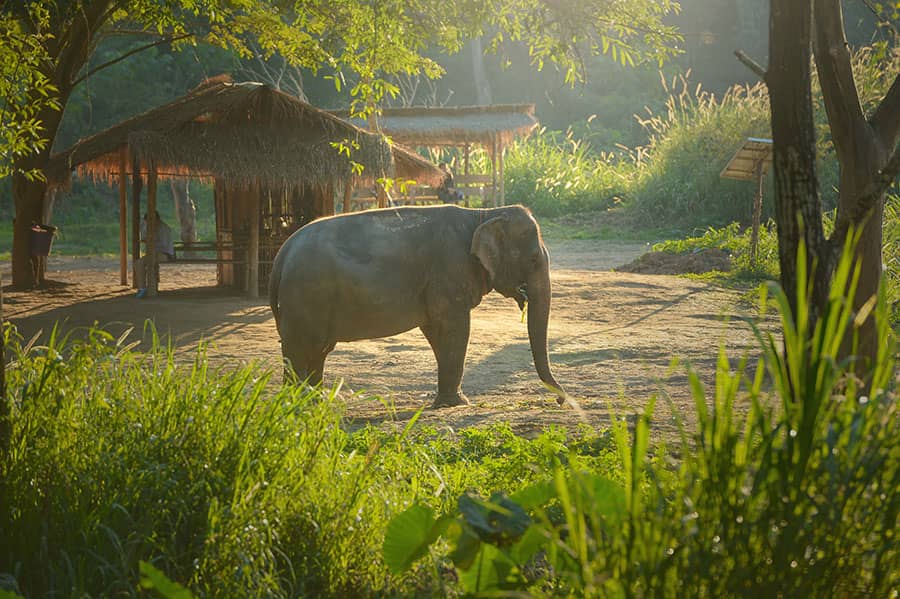 Phang Nga Elephant Park