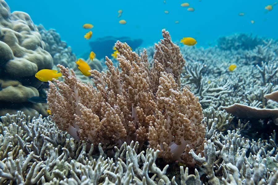 Snorkeling in Phang Nga